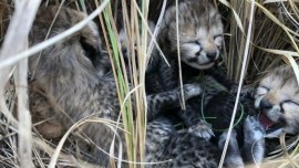 2 more cheetah cubs die in Kuno, another ‘critical’
