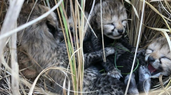 Cheetah cubs at Kuno National Park under Project Cheetah, where the growing population highlights the programme's breeding success.