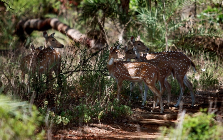 sanjay gandhi national park