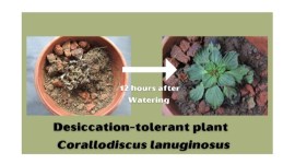 plants survive in India without 8 months