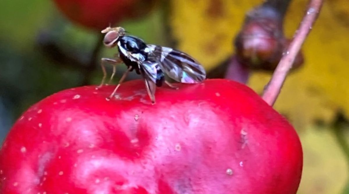 apple maggot fly