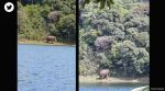 Arikomban elephant