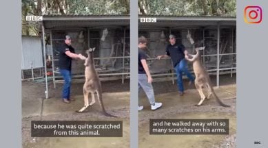 Australia kangaroo tourist skirmish