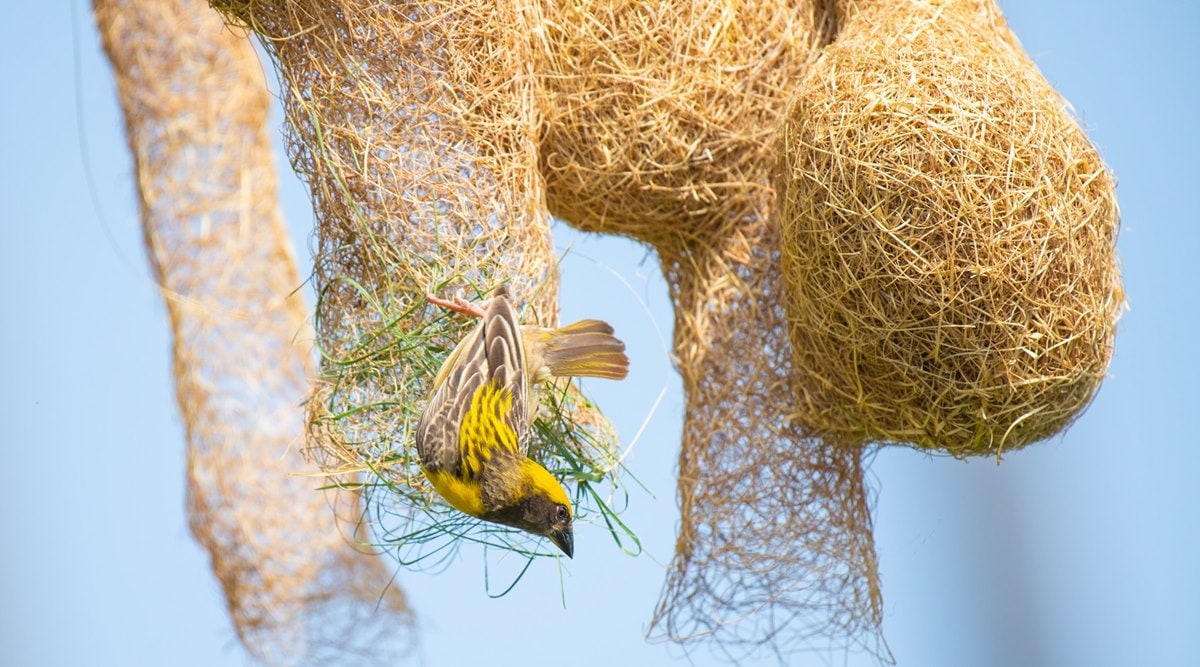 Baya weaver