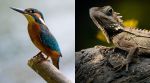 lizard evolution