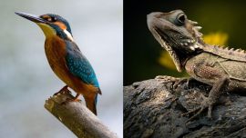 lizard evolution