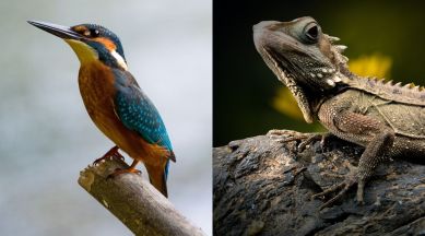 lizard evolution