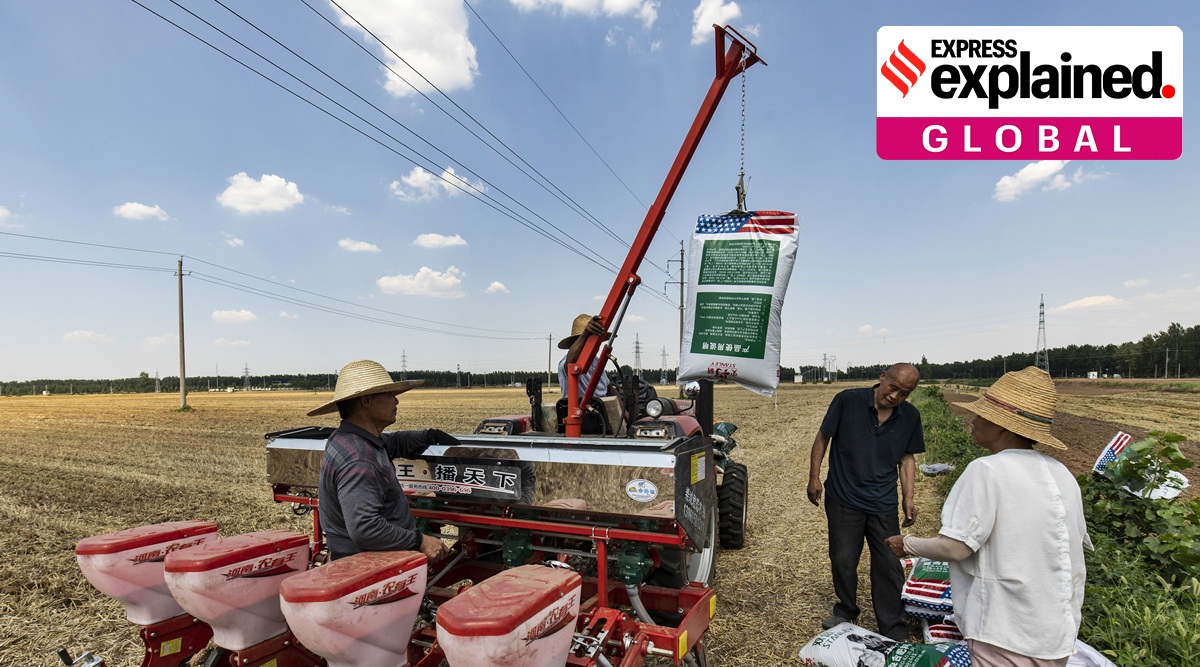 Farmers spreading fertilizer in a recently harvested wheat field, now newly planted with corn, in Luohe, Henan Province, China on June 15, 2023.