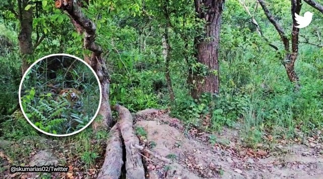 Can you spot a tiger hidden in the bushes in this video