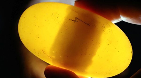 A crocodile egg from a virgin crocodile can be seen in this image