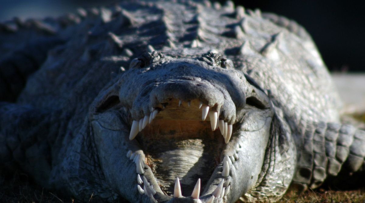 A crocodile