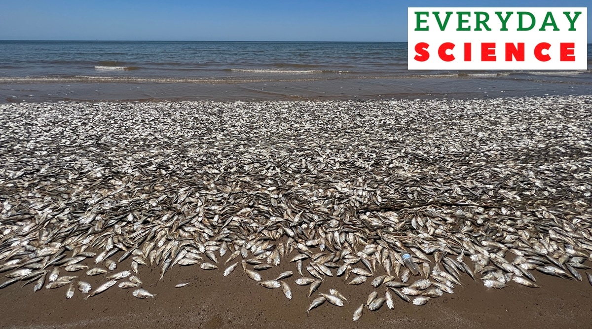 Thousands of dead fish wash up on Texas coast: What is 'fish kill' and why  it happens