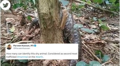 IFS officer shares video of ‘shy animal’ that is ‘second most trafficked mammal’