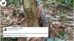 IFS officer shares video of ‘shy animal’ that is ‘second most trafficked mammal’