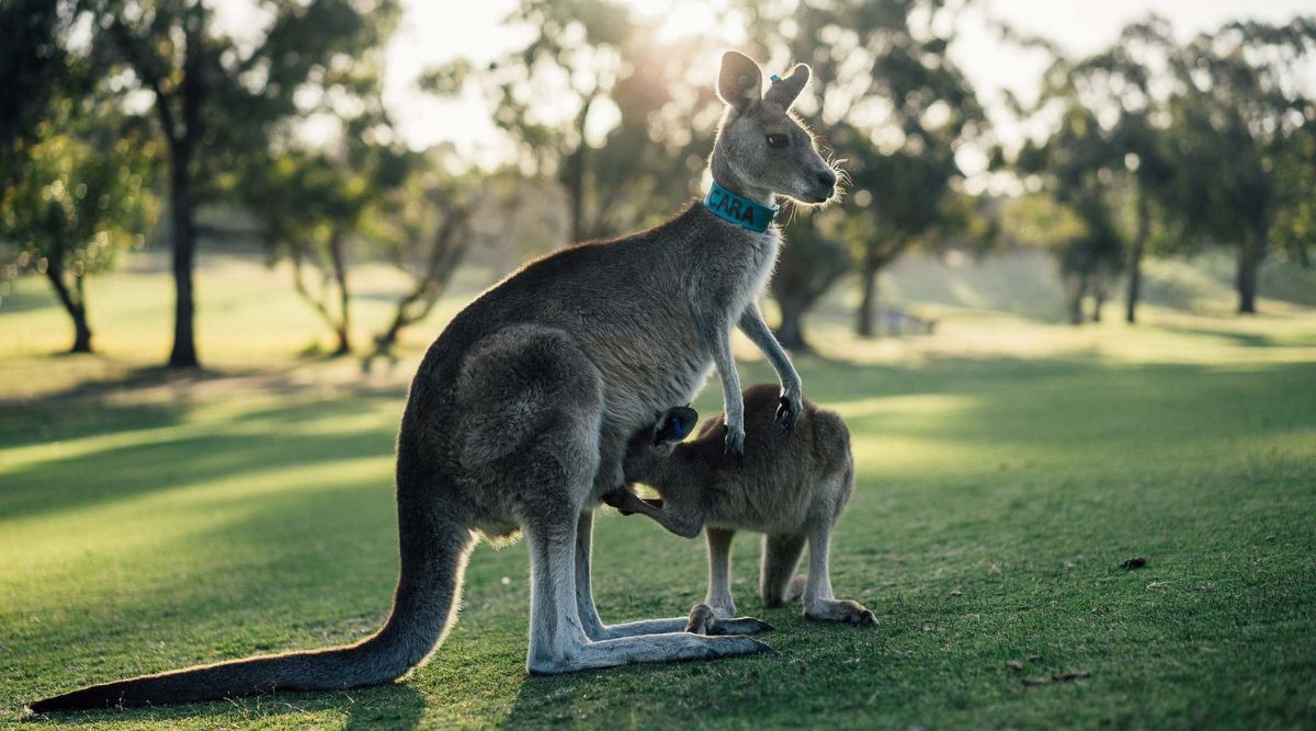 Kangaroo and its kid