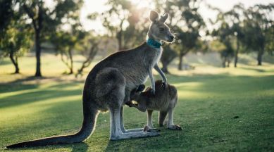 Kangaroo and its kid