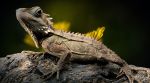 lizard evolution