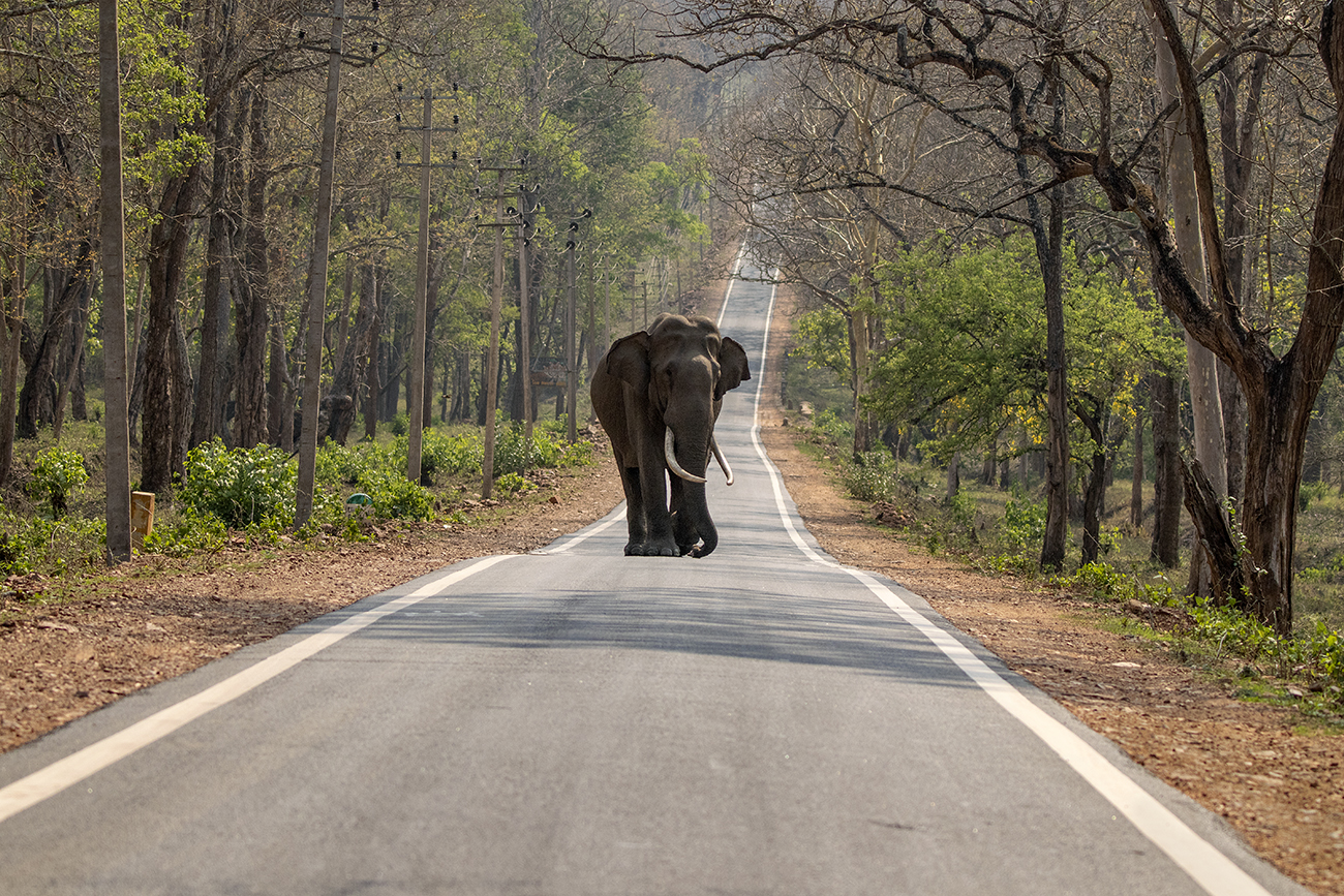 A Glimpse into the Majestic Lives of Kabini At Nagarhole National Park