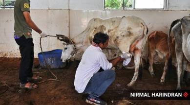 Amid lumpy skin disease outbreak, Centre yet to grant nod to indigenous vaccine for cattle