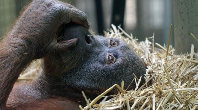 An orangutan covering its mouth with its left hand while lying down on hay