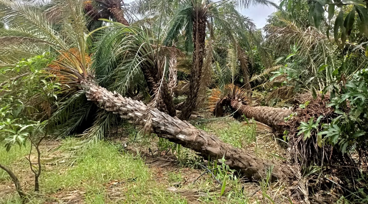 Cyclone Biparjoy: Date palm, mango orchards of Kutch bear the brunt ...