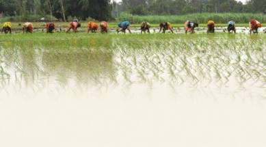 Paddy transplantation