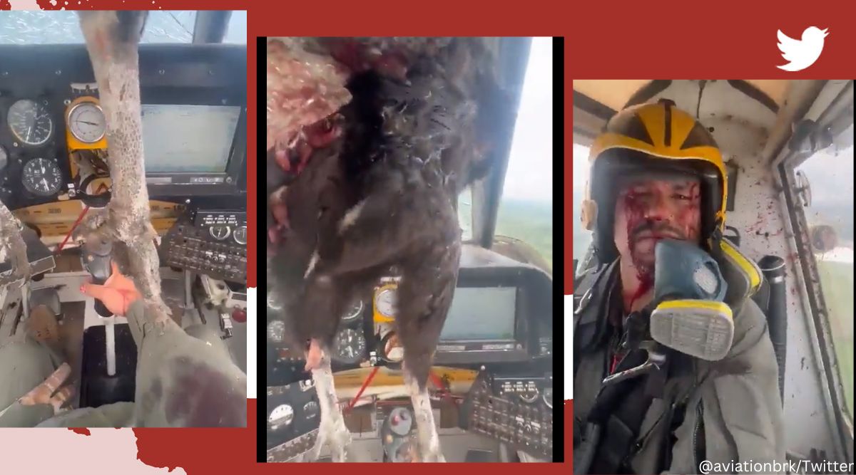Pilot manages to land safely as huge bird gets stuck to windshield ...