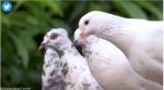 Police in Odisha retain carrier pigeons as a backstop against disasters when communication links fail