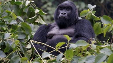An endangered silverback high mountain gorilla can be seen in this image, sitting surrounded by foliage