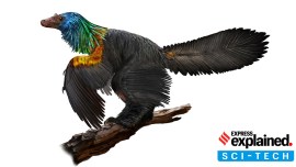 An illustration provided by Velizar Simeonovski shows an artist's impression of a Caihong juji, a 160 million-year-old bird-like dinosaur found in Hebei province in China, which had an iridescent, rainbow crest.