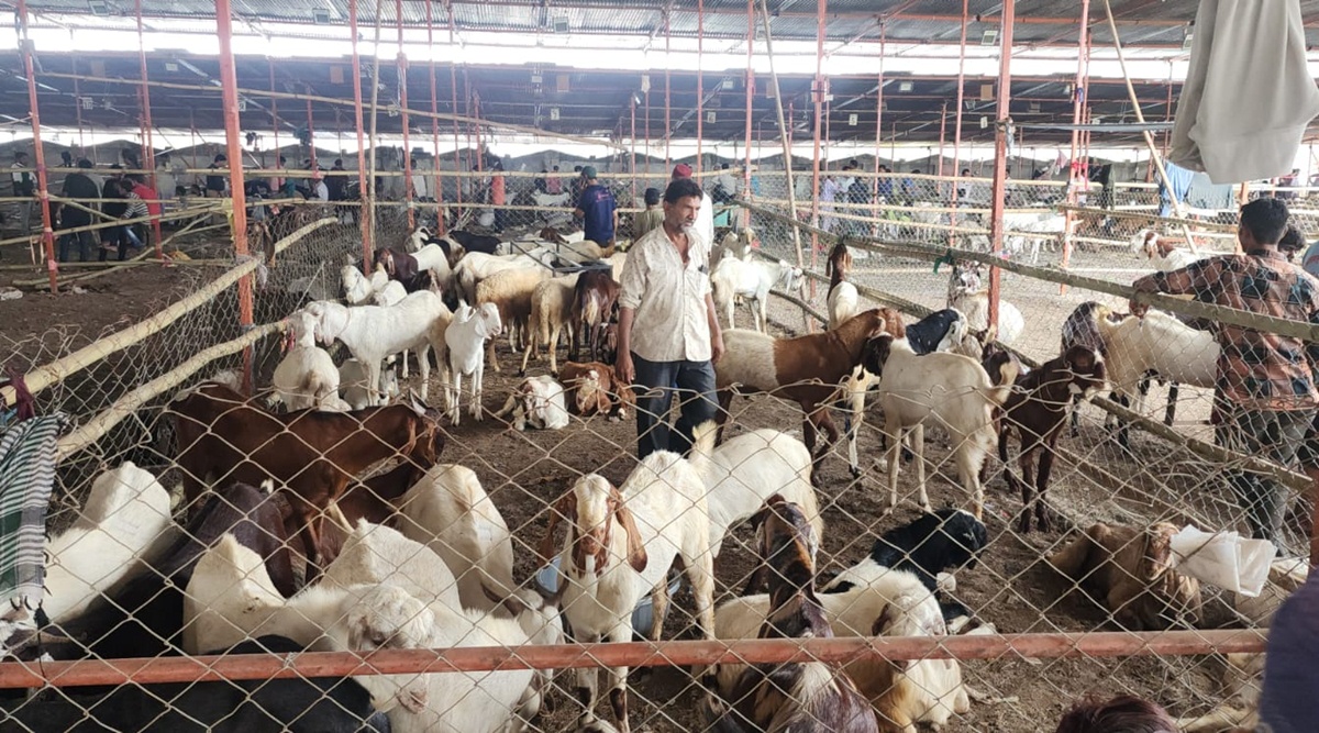 Ahead of Eid, goat sellers rejoice in higher profits compared to last
