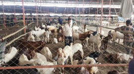 Ahead of Eid, goat sellers rejoice in higher profits compared to last year
