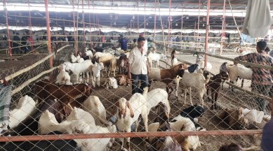 Ahead of Eid, goat sellers rejoice in higher profits compared to last year