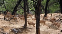 Delhi’s showpiece Deer Park to be shut down, its deer to be shifted