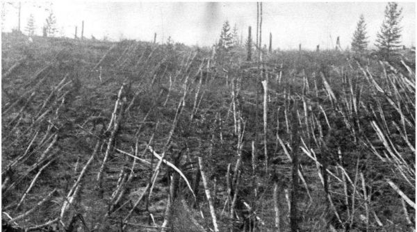 broken trees at tunguska