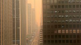 new York haze