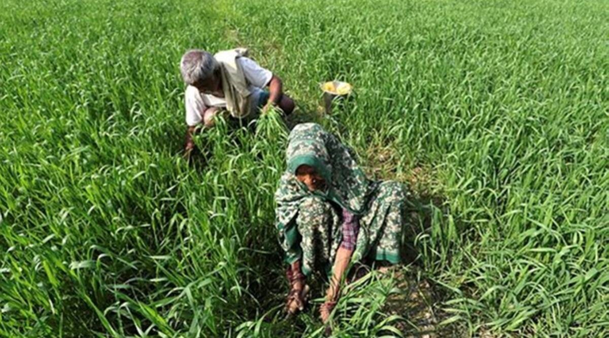 Punjab, Haryana see record rain ahead of paddy sowing - Vimarsana News