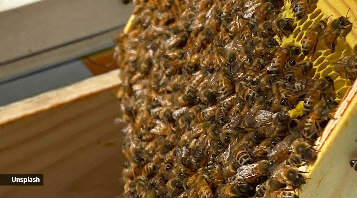 a colony of European honeybees