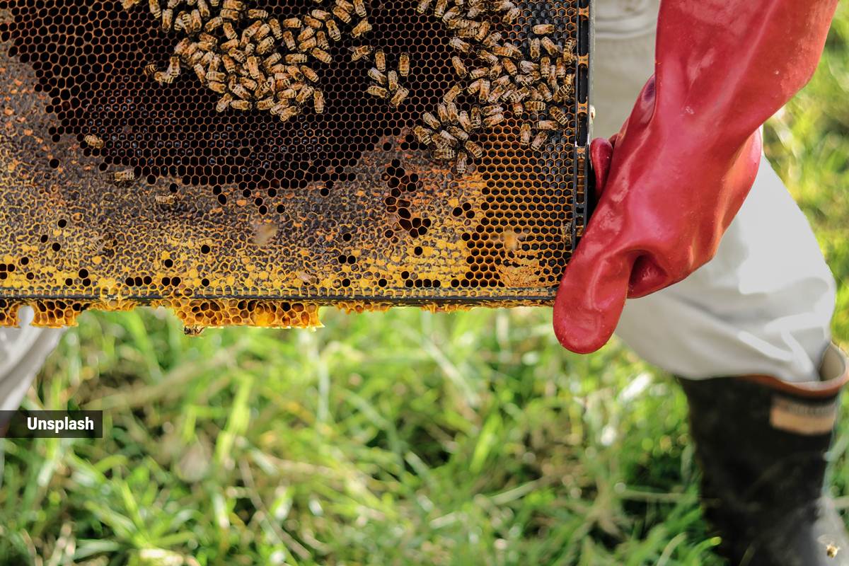 European honey bee colony 