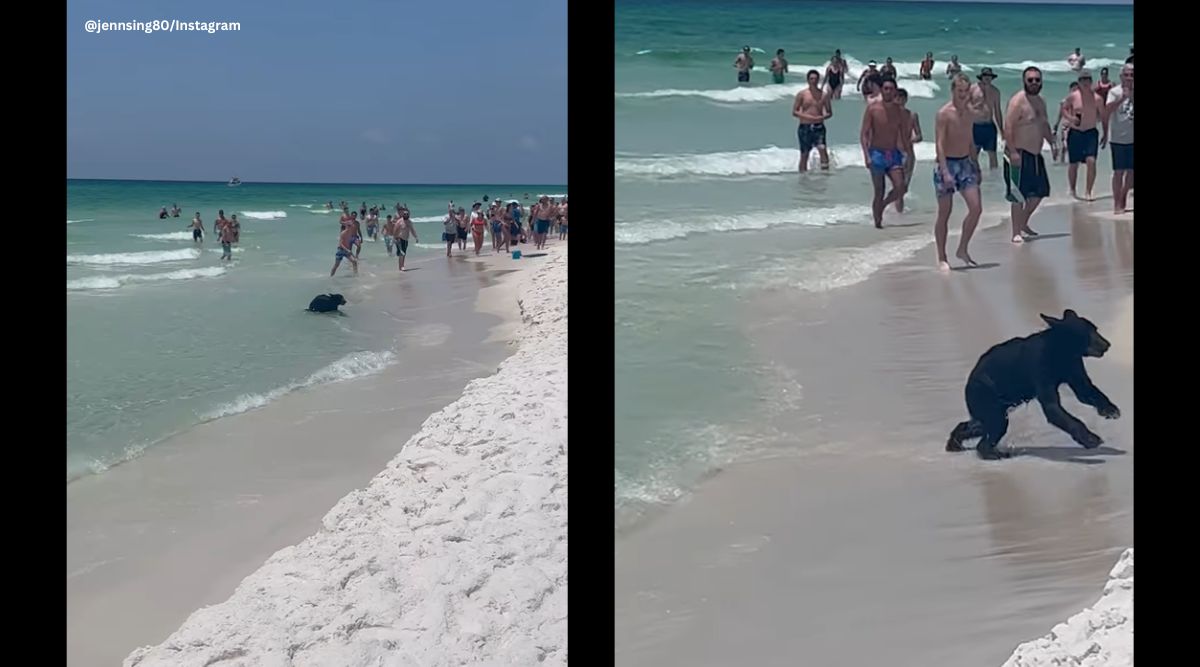 ‘Never have I ever…’ Bear spotted swimming on Florida beach Trending