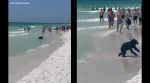 black bear Florida beach