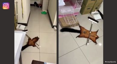 black flying squirrel