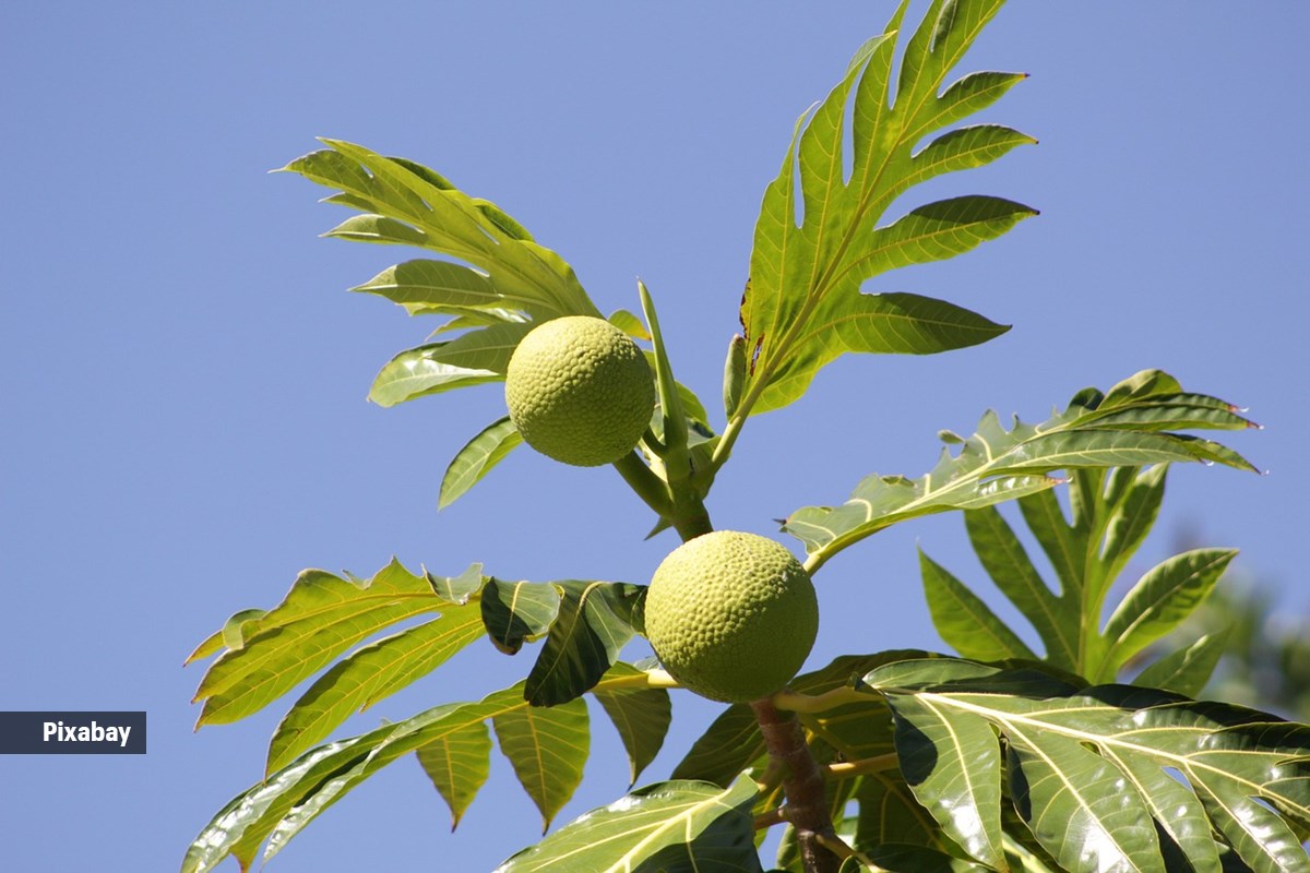 breadfruit