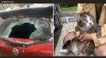 cat fall survival