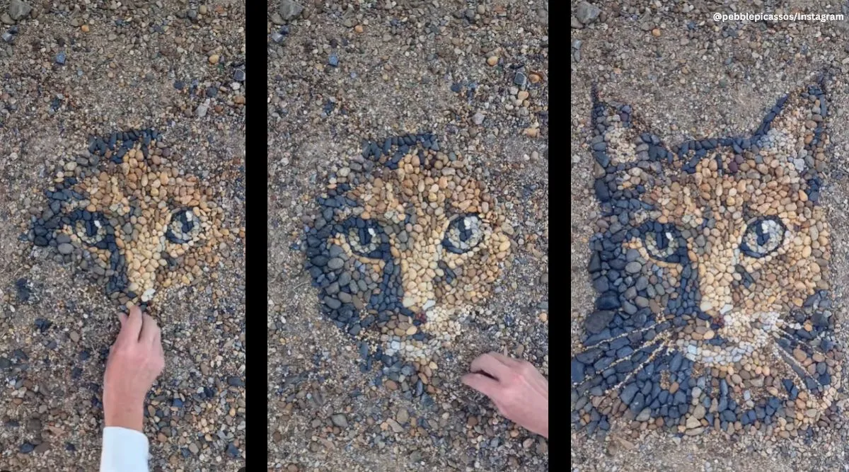 Watch: Artist creates stunning portrait of a cat using pebbles | Trending  News,The Indian Express