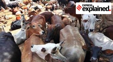 livestock bill withdrawn