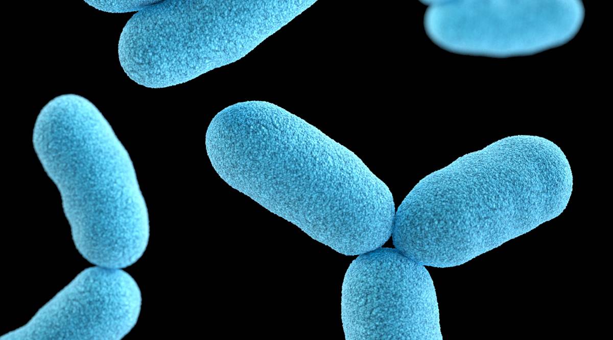 What bacteria is growing on your kitchen towels?