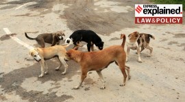 Stray dogs in Panchkula. Express Photo Stray dogs in Panchkula., Haryana.