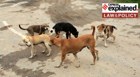 Stray dogs in Panchkula., Haryana.