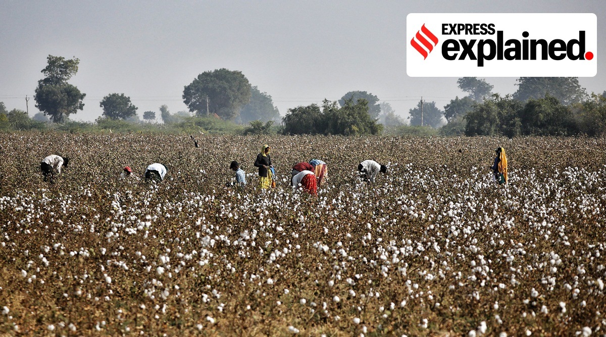 Cotton farmers start harvesting at a farm in Vadla village, Surendranagar.